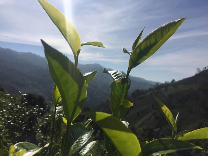 千年古茶树，万里古茶山——布朗古茶山，其普洱茶品质如何？