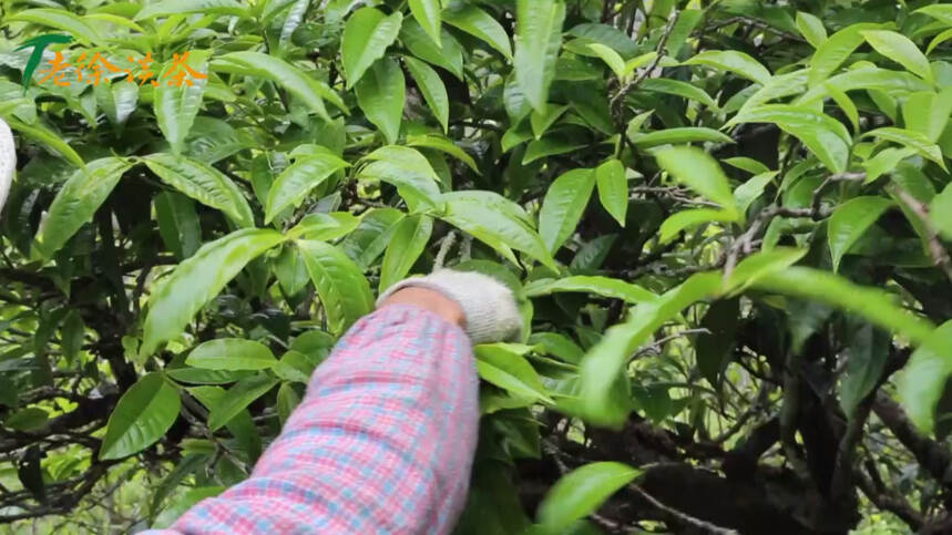 老徐谈茶特别节目：邦东之星古树单株开采！生长环境好，产量如何