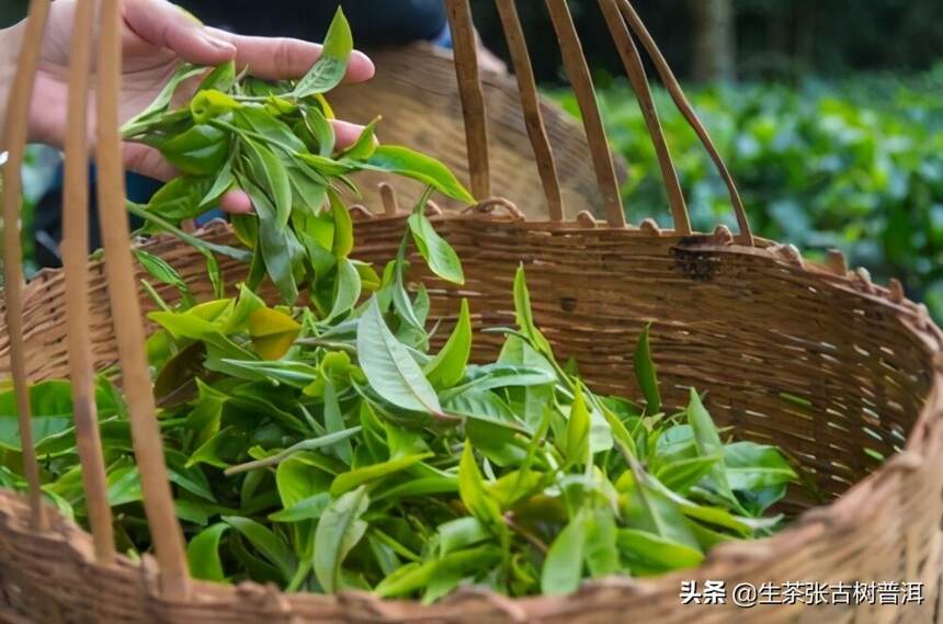 普洱茶作为中华民族文化中的一员，普洱茶文化有什么意义？