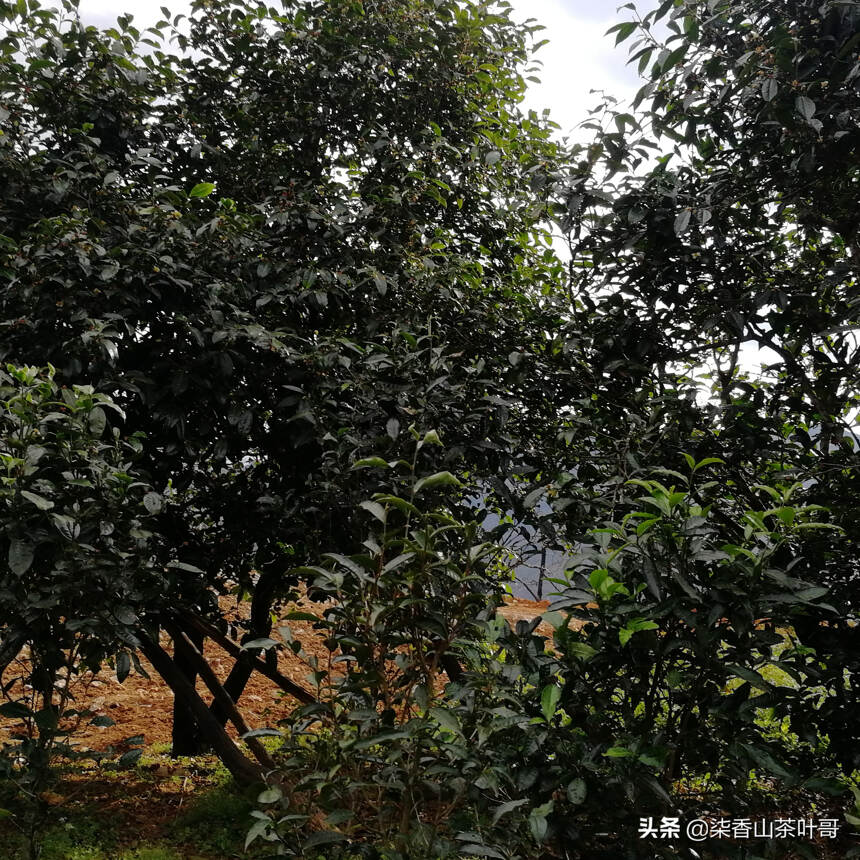 勐库的僻壤之地，却有着丰富的古树茶资源，带你走入真实的坝卡