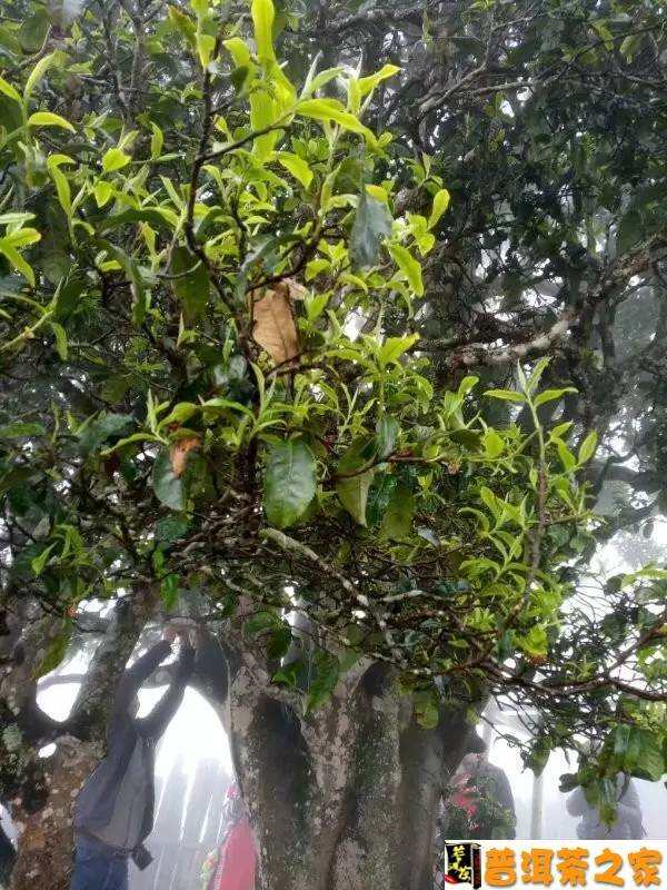 1700年的邦崴茶王树去年拍了48万，今年170万起拍