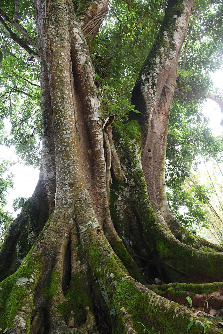 西双版纳易武古镇的这棵大树下，竟是清代贡茶进京的起运点！