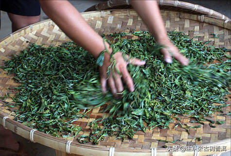普洱生茶制作工艺（从采摘到包装）的全过程，超详细