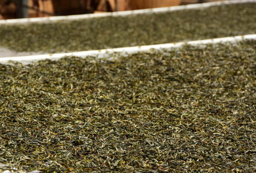 茶难卖！普洱茶产能严重过剩！云南1000万涉茶人口何去何从？