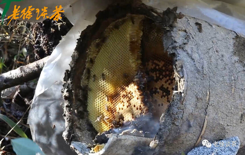 《老徐谈茶》特别节目：这只蜜蜂住深山、采野花产的蜜值得期待