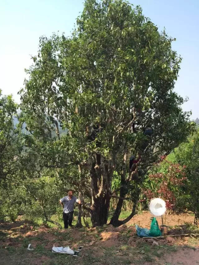 一棵树产54公斤茶，老乌山藤条茶也减产？