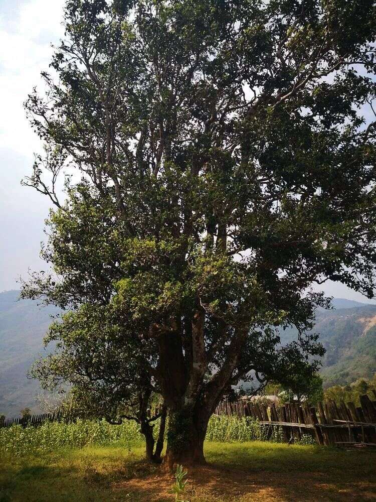 邦崴千年茶王树今日开采，带你了解被低估的邦崴古树茶