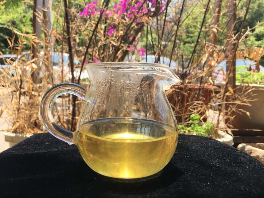 老徐谈茶133期：临沧新发现，最霸气的茶—邦东之星古茶园—图文