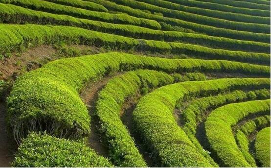 爱喝茶的你，应该如何辨别普洱茶的台地茶和古树茶？