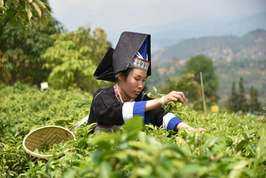 什么是春茶？2021春茶的价格会上涨？