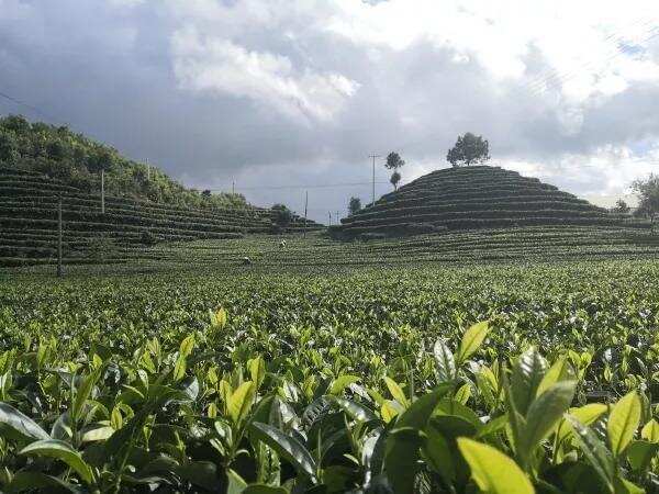 鉴别古树茶与台地茶的六大关键点（深度干货）