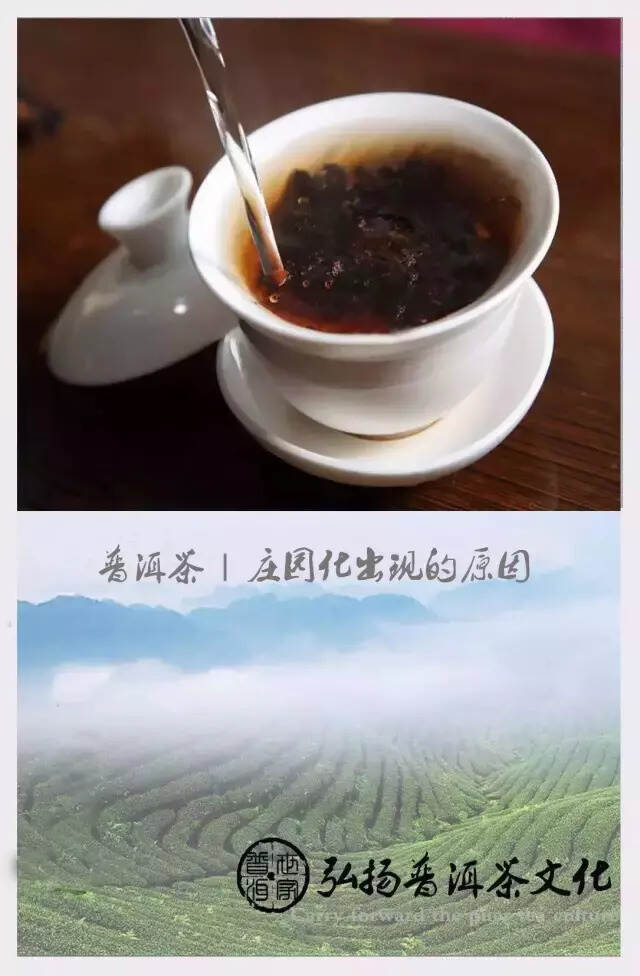 普洱茶 | 庄园化出现的原因