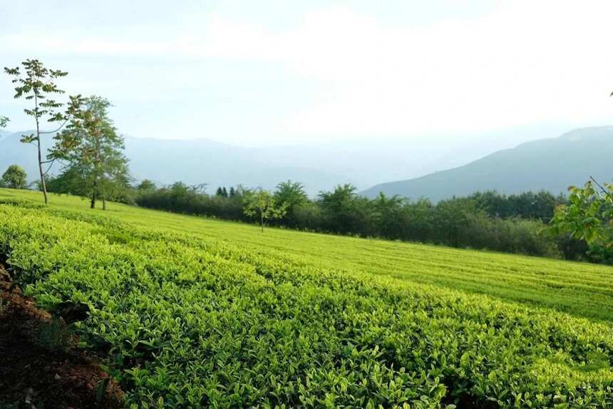 茶叶冷知识：从台地茶园到生态茶园
