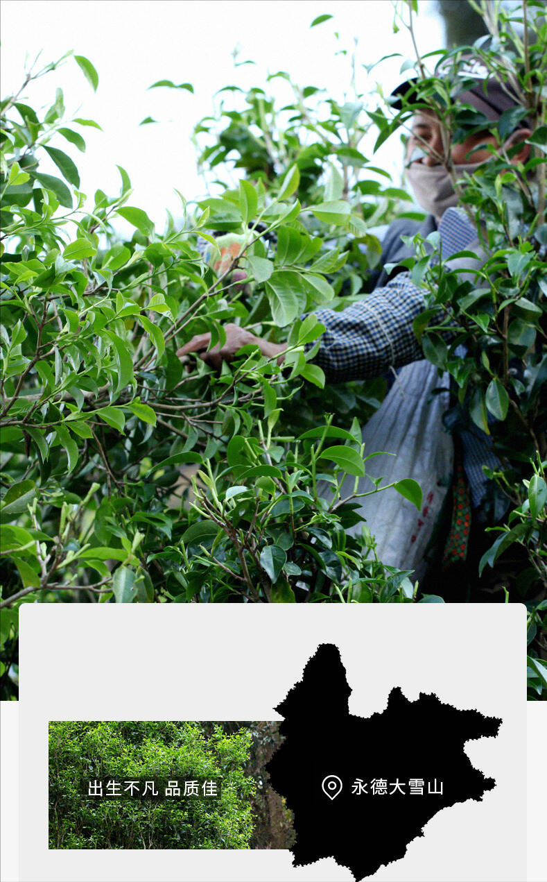 永德大雪山森林野红滇红茶：生性妖娆，收不住的山野韵