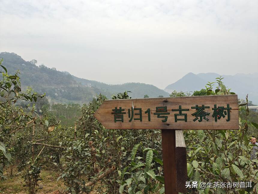 中国茶文化的发展最深情，生茶张话说云南普洱古茶史