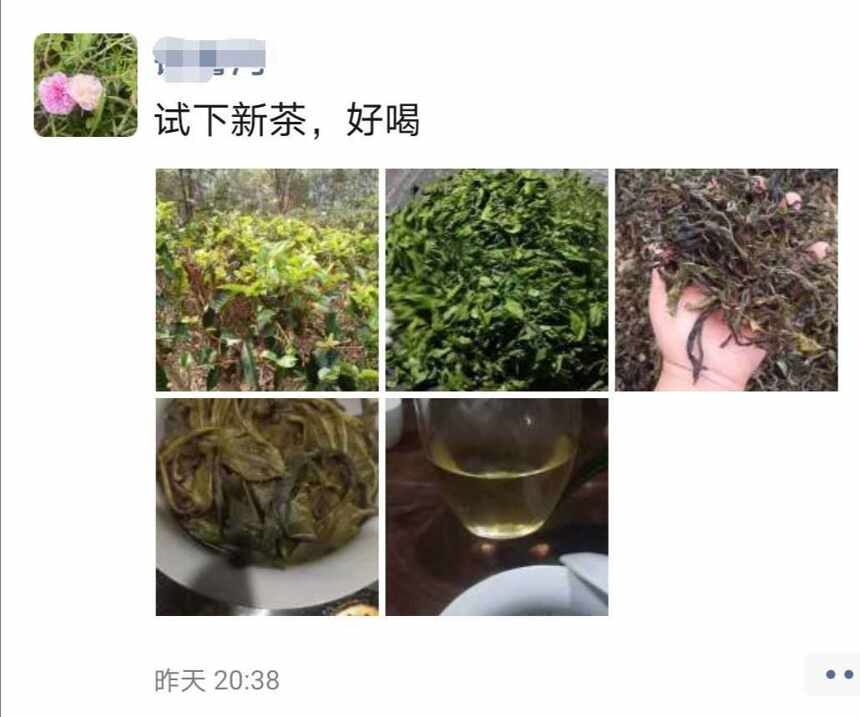 春三月，采茶忙：云南茶农的美好时光