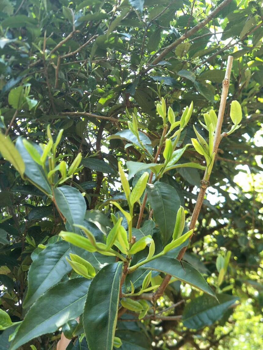 云南大叶种古树，味道纯正，适合广大人群饮用的优质茶叶