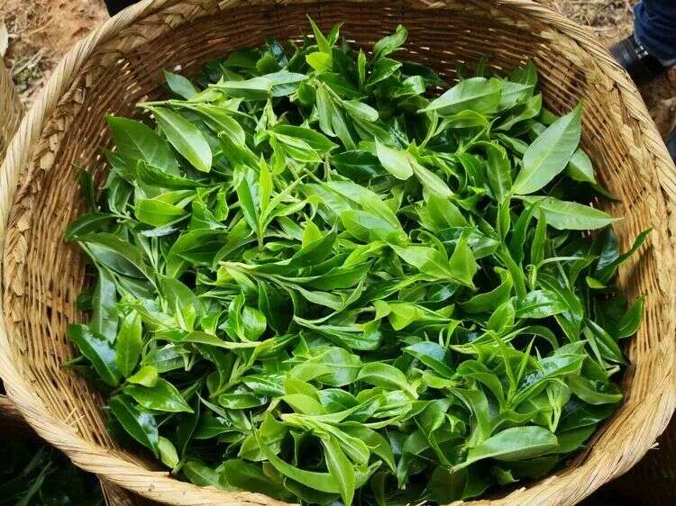 邦崴千年茶王树今日开采，带你了解被低估的邦崴古树茶