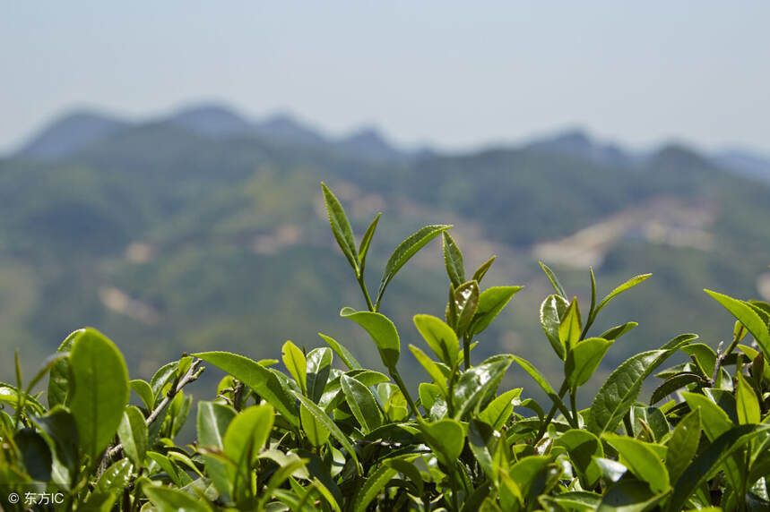 中国“茶”到底是什么茶？