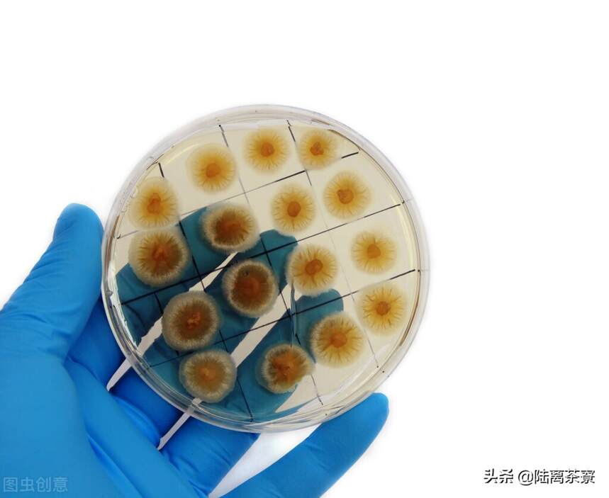 没有微生物就没有普洱茶？普洱茶上的细菌对人体有害吗？