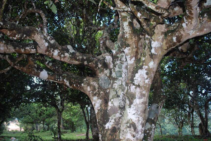 古茶树究竟好在哪里？多大树龄的茶树才称得上是古树呢？