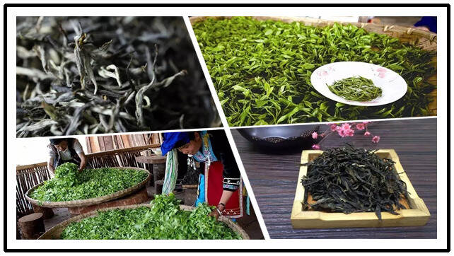 《老徐谈茶》特别节目：自然真实的云南二宝——普洱茶与松茸