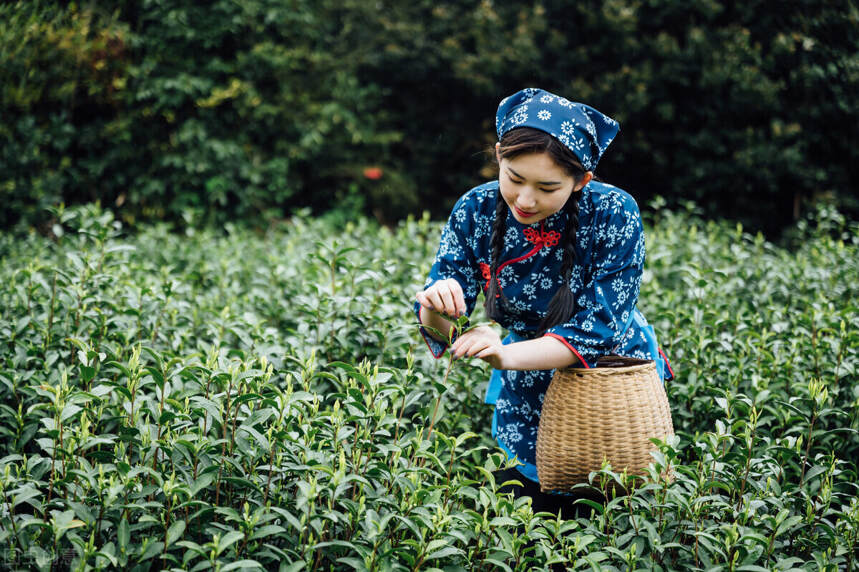 普洱茶的工艺制作，纯手工、原生态？