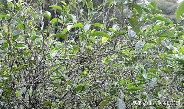 勐库坝糯普洱茶区，双江最古老最大的藤条茶树就在此
