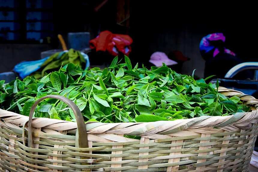 茶叶市场越加低迷！临沧茶，能否创造更多的可能