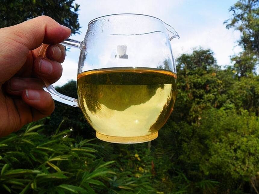 普洱古树茶为何如此珍贵？普洱茶古树口感有哪些突出特点？