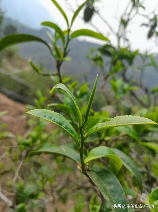 普洱茶大叶种和小叶种有何区别？