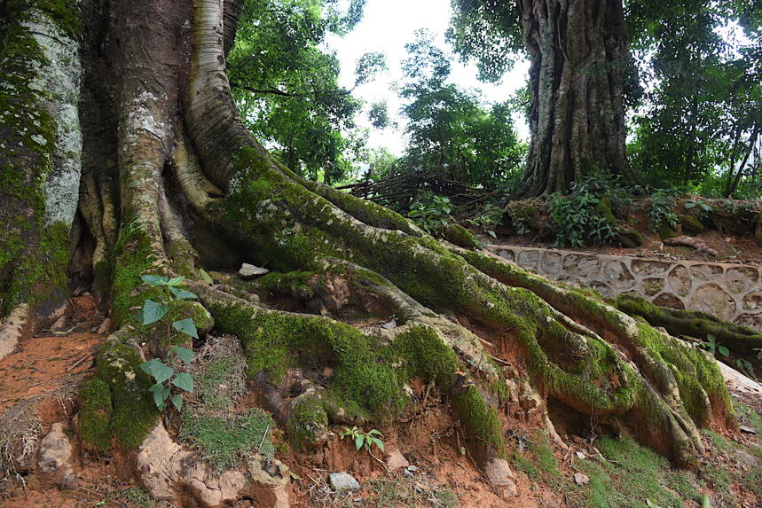 西双版纳易武古镇的这棵大树下，竟是清代贡茶进京的起运点！