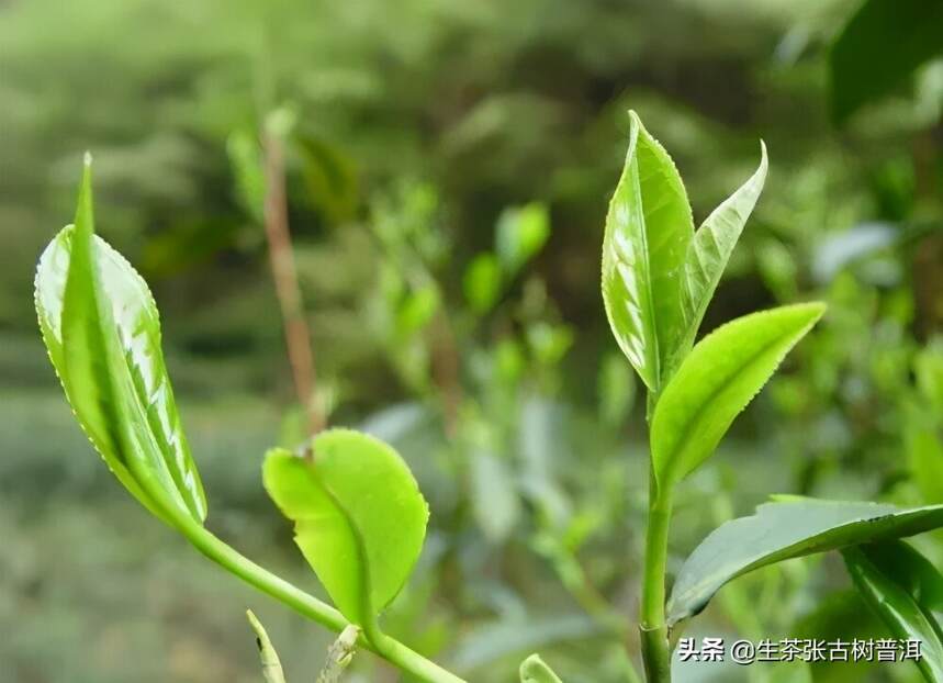勐库大雪山普洱茶的特点，为什么大雪山的普洱茶这么稀有？