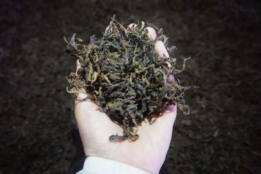 明明白白喝野茶：你懂得野生茶和古树茶的区别吗？