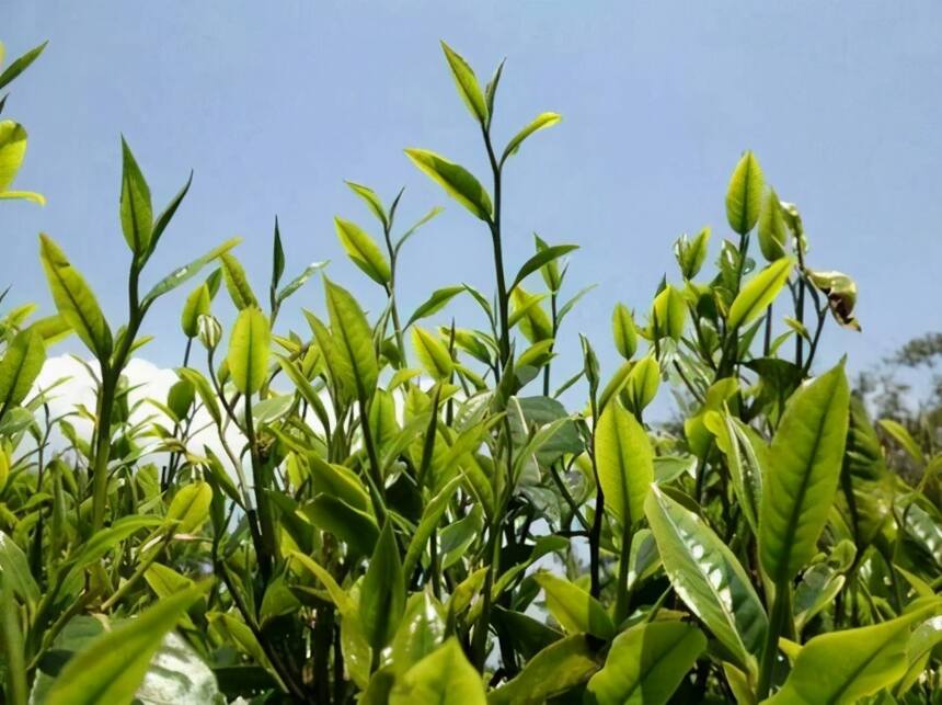 详解：云南勐海格朗和茶区帕沙古树茶，茶叶特性和口感特点