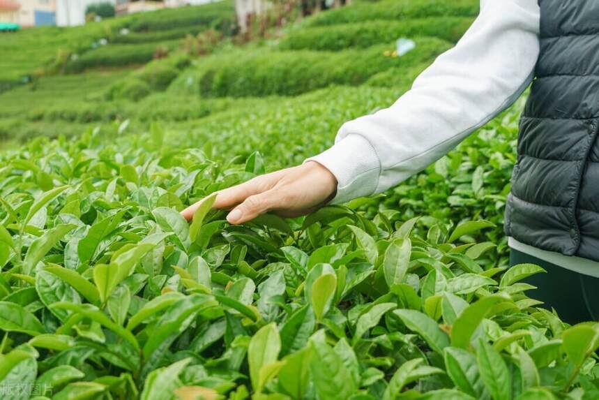 茶叶农残超标问题频现，当心你买的茶叶