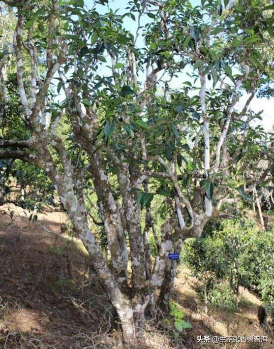 痛心！2株枯萎的古茶树，警示我们要好好珍惜保护古茶树