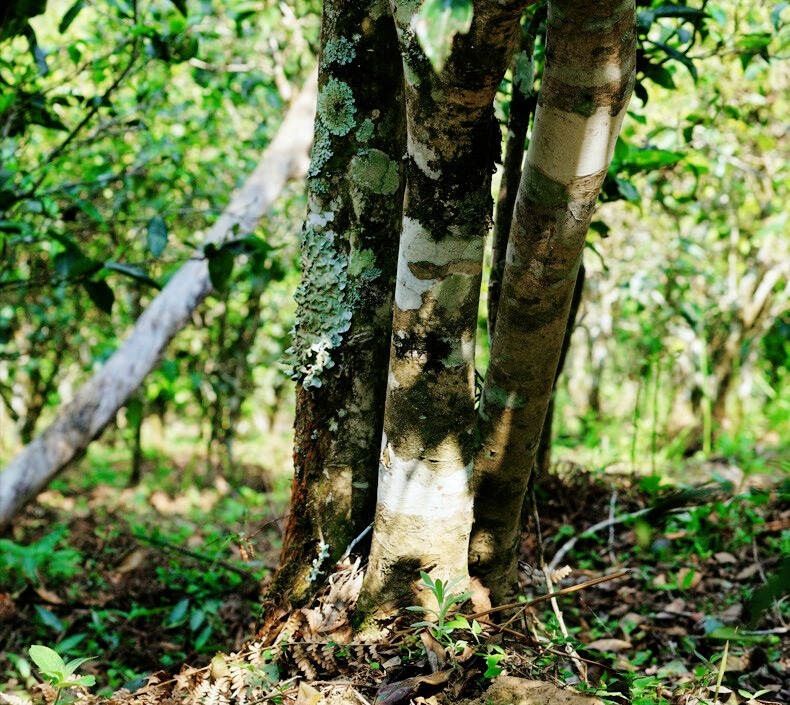 大漆树：与易武七村八寨的麻黑同村，和落水洞紧邻，口感竟大不同