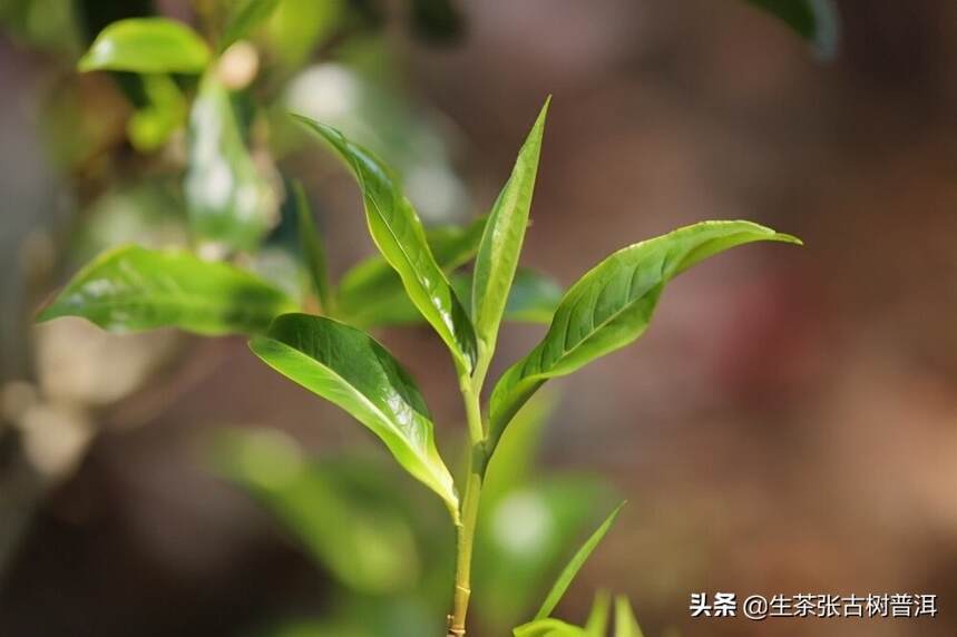 云南代表性的5大普洱古树茶山，分布情况如何？你可了解？