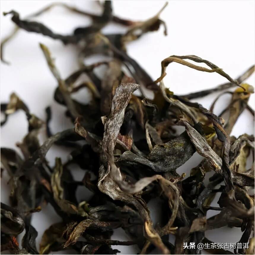 详解：易武刮风寨古茶园，普洱茶有哪些独特的口感特点？