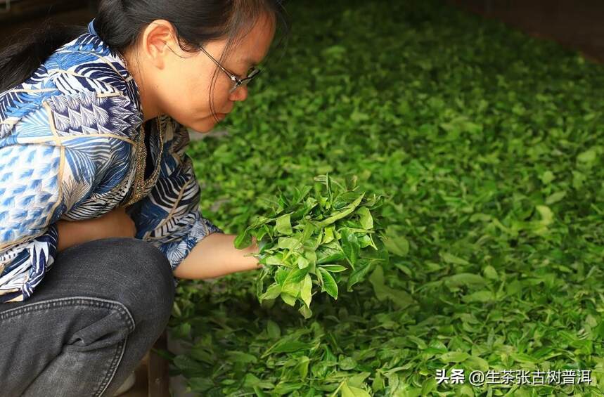 云南普洱茶最有名的3大茶山，易武、班章、景迈口感有何差别？