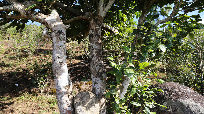老徐谈茶70：看老徐定的9棵长在石头缝里的古茶树是怎样的—图文