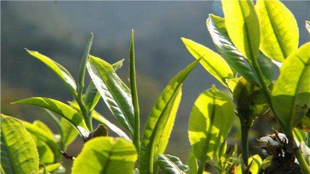 《老徐谈茶》145：夏茶品产量那么多，究竟流向了哪里？——图文