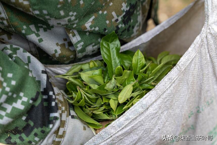 秋季的谷花茶，是茶客们的一个重要选择，也是茶农制茶的关键节点