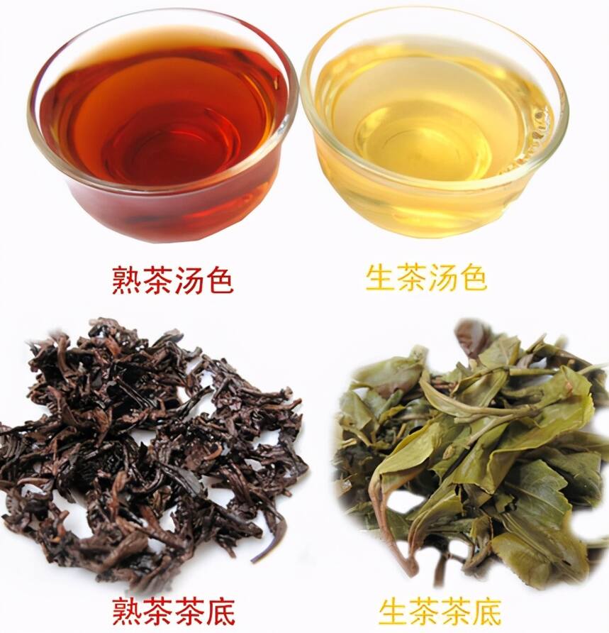 普洱陈香是如何产生的？是所有的普洱老茶都比新茶贵吗？