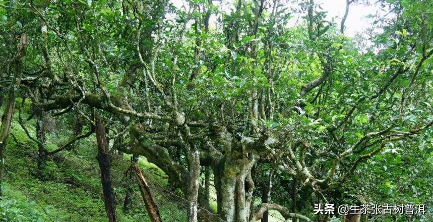 西双版纳茶树种质资源怎么样？你可知这3个野生型普洱茶树居群？