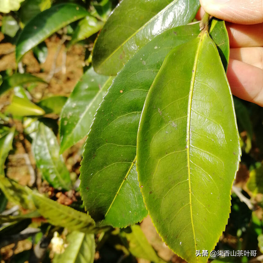勐库的僻壤之地，却有着丰富的古树茶资源，带你走入真实的坝卡