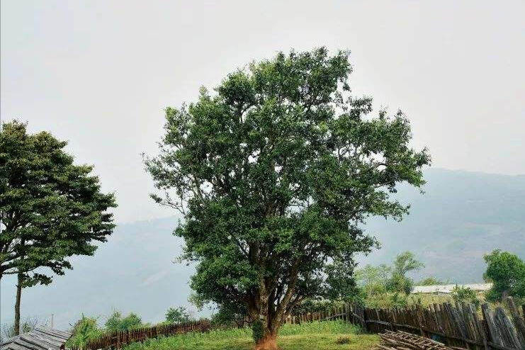阿萨姆种对比大叶种，中国和印度的茶树起源之争！「邦崴古树」