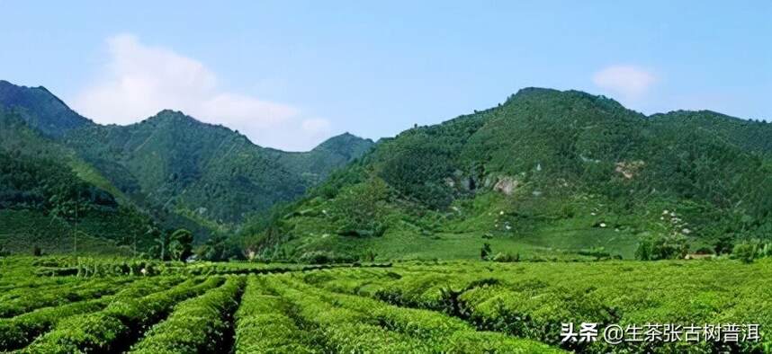 从茶树生长环境来看，影响普洱茶品质的因素有哪些？