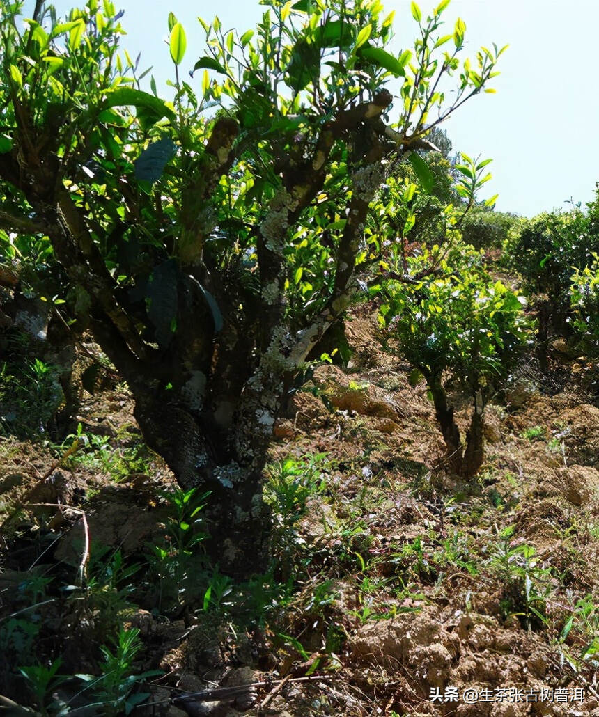普洱茶树分类大全，普洱茶树的几种分类，一图全解